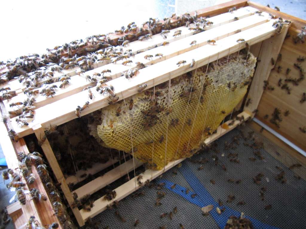 Comb placed in foundationless frame